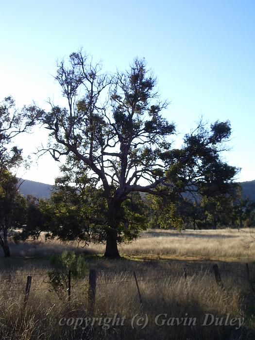 Eucalypt, Yarrowyck IMGP9794.JPG